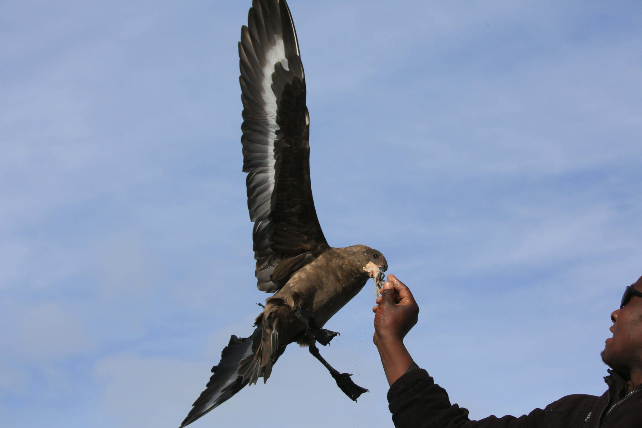 Seabird