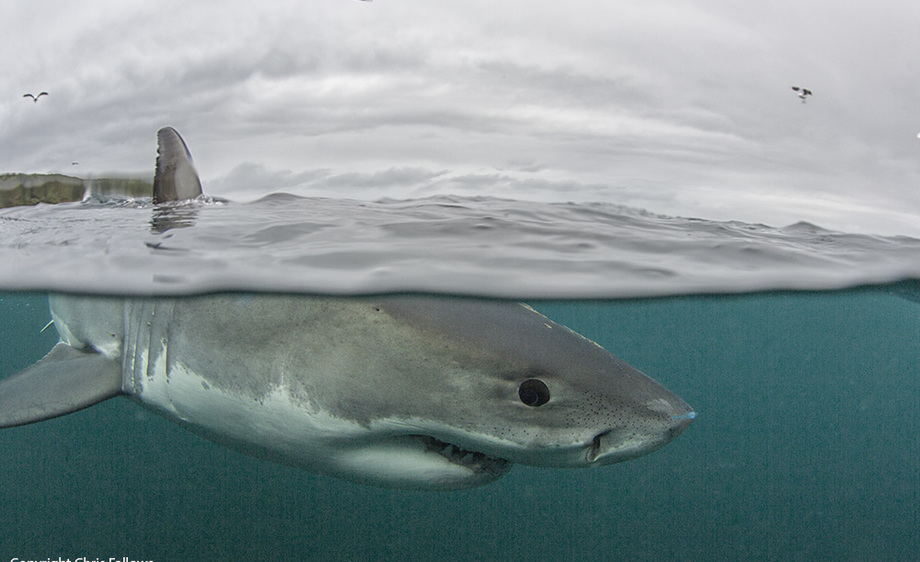 Great White Shark Split Image
