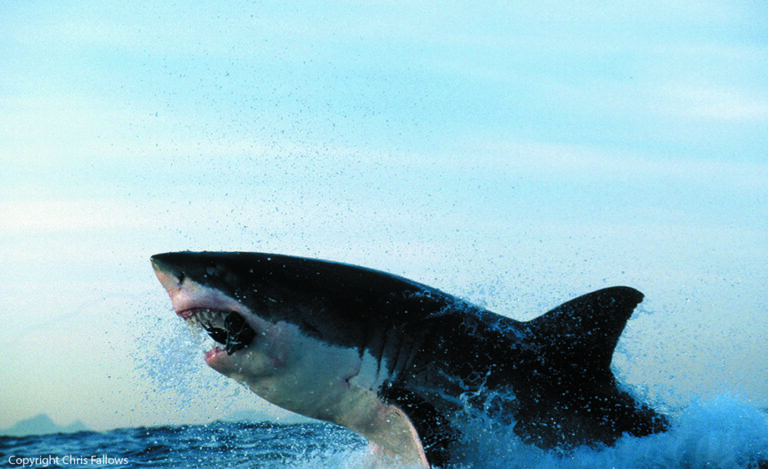 Great White Shark Breaching