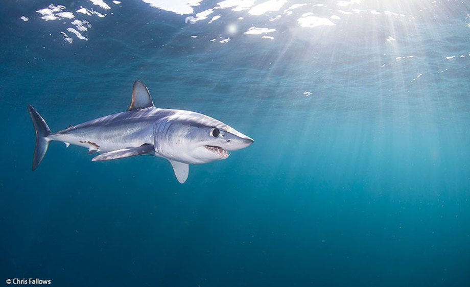 Mako Shark