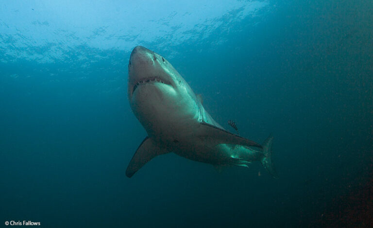 Great White Shark