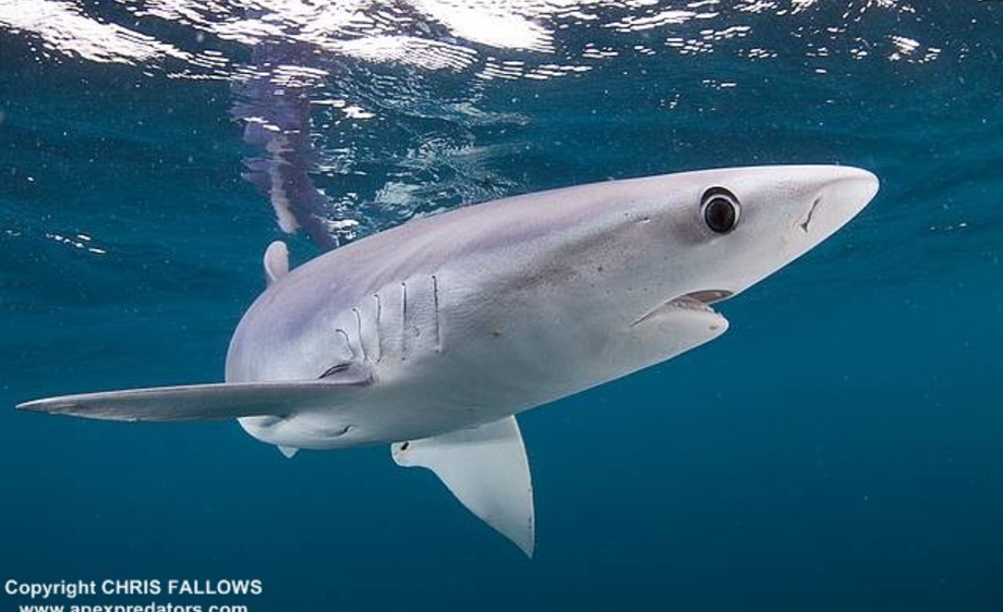 Blue Shark Cape Point South Africa