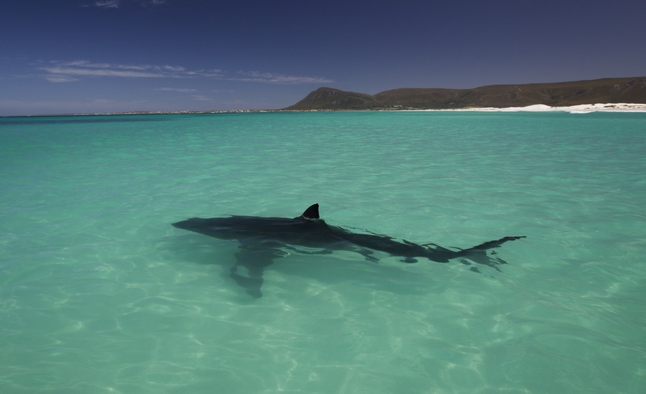 Shark Cage Diving Gansbaai