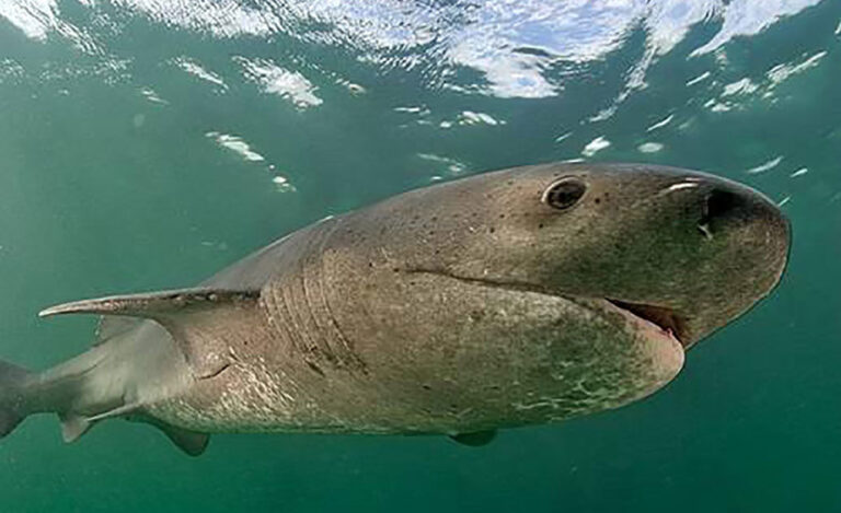 Broadnose Sevengill Shark