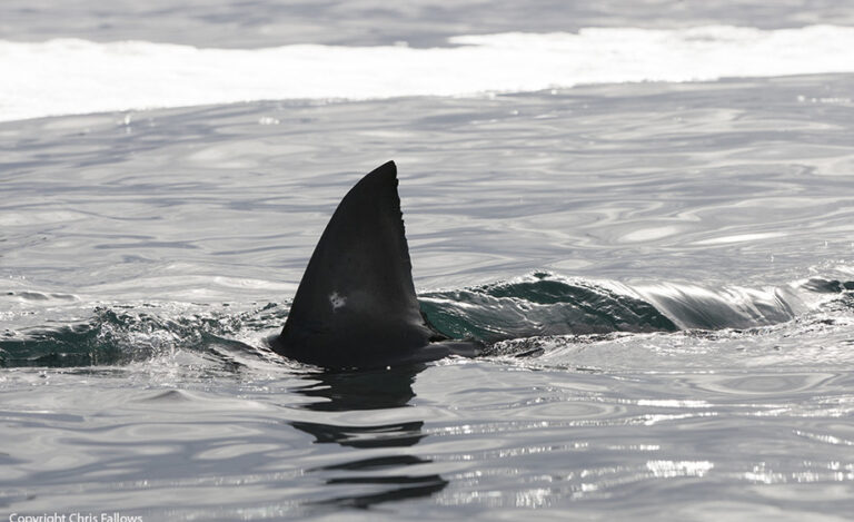 Shark CageDiving May 2018