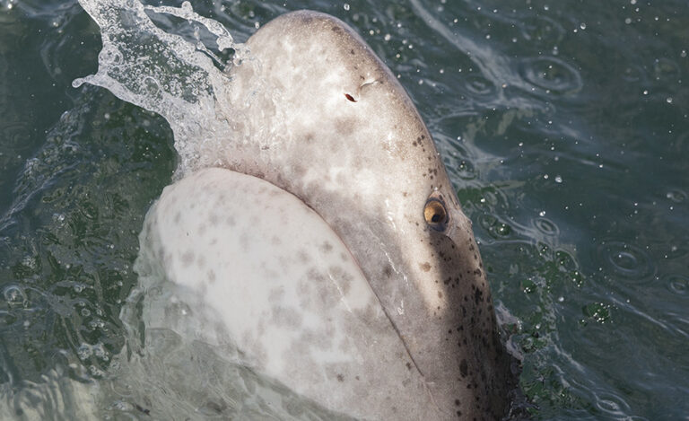 Broadnose Sevengill Shark