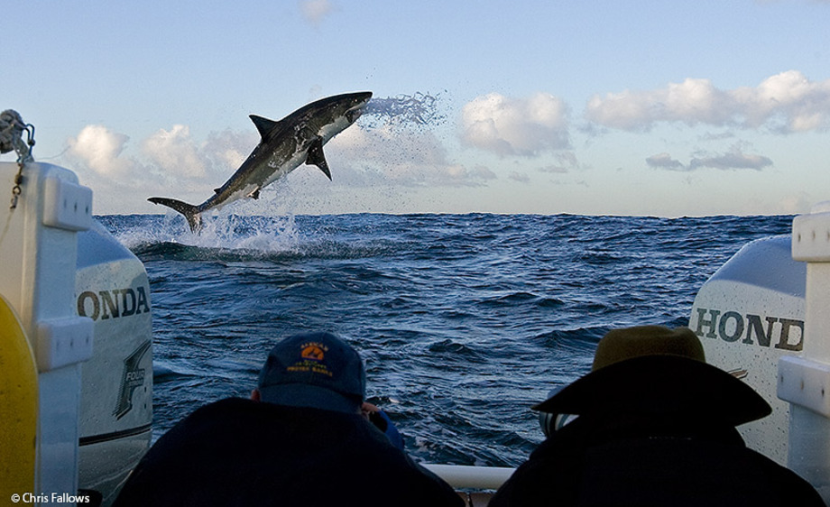 Top Tips on Shark Photography