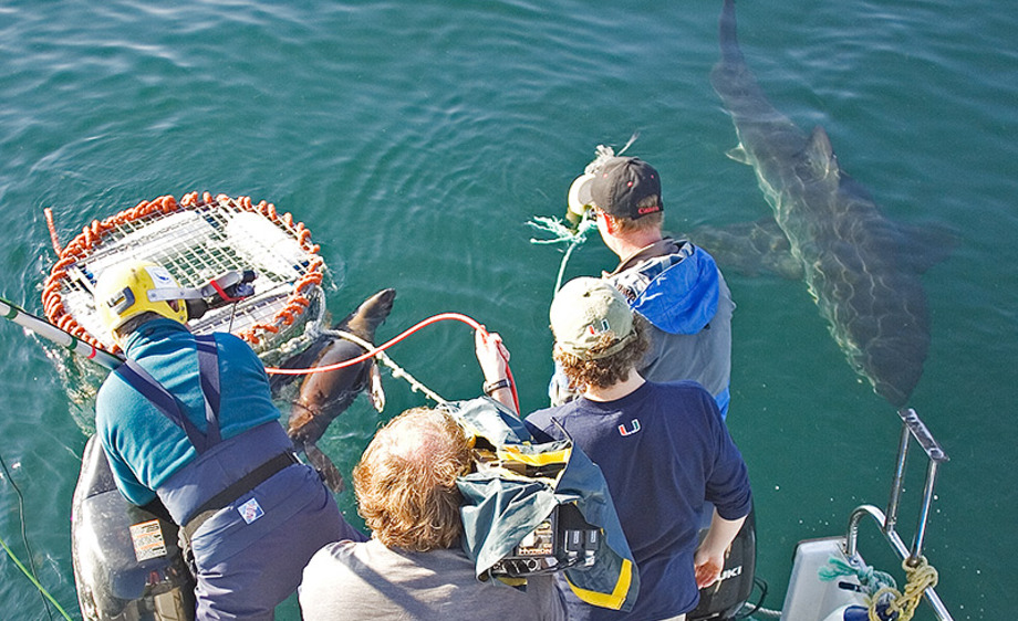 Great White Shark Versus Seal or Seal versus Shark?