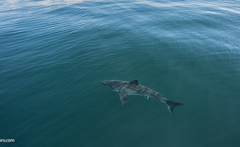 Great White Shark Aerial View